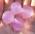 Шарики "Orbeez" (Орбиз) перламутровые фиолетовые 35-40 мм, 65 шт