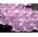 Фиолетовый гидрогель с блеском 1,5 см, 2200 шт